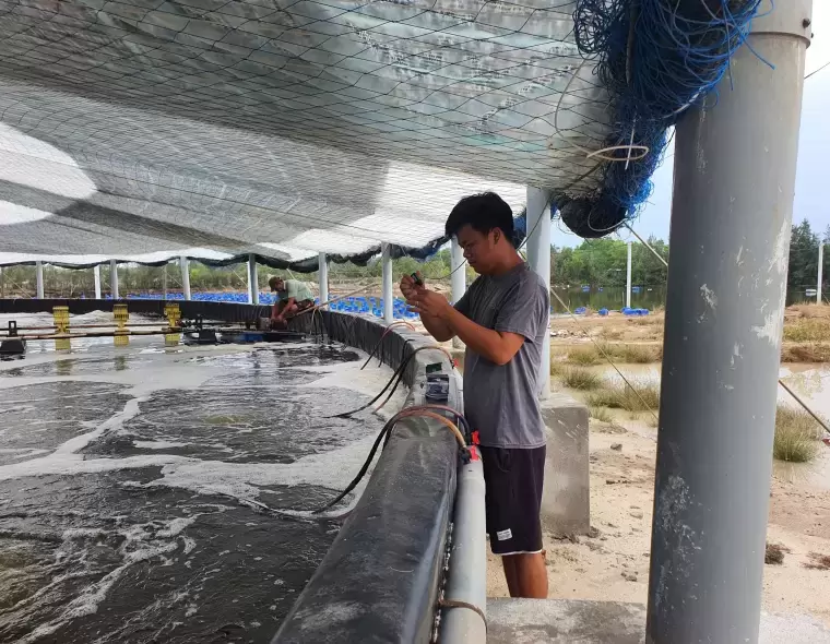 NẮNG MƯA XEN KẼ, THỜI TIẾT BẤT LỢI CHO NGƯỜI NUÔI TÔM