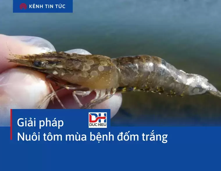 DỊCH BỆNH ĐỐM TRẮNG TRÊN TÔM BÙNG PHÁT TẠI HUYỆN TIỀN HẢI - THÁI BÌNH