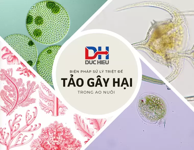 CÁC LOẠI TẢO GÂY HẠI VÀ BIỆN PHÁP SỬ LÝ TRIỆT ĐỂ