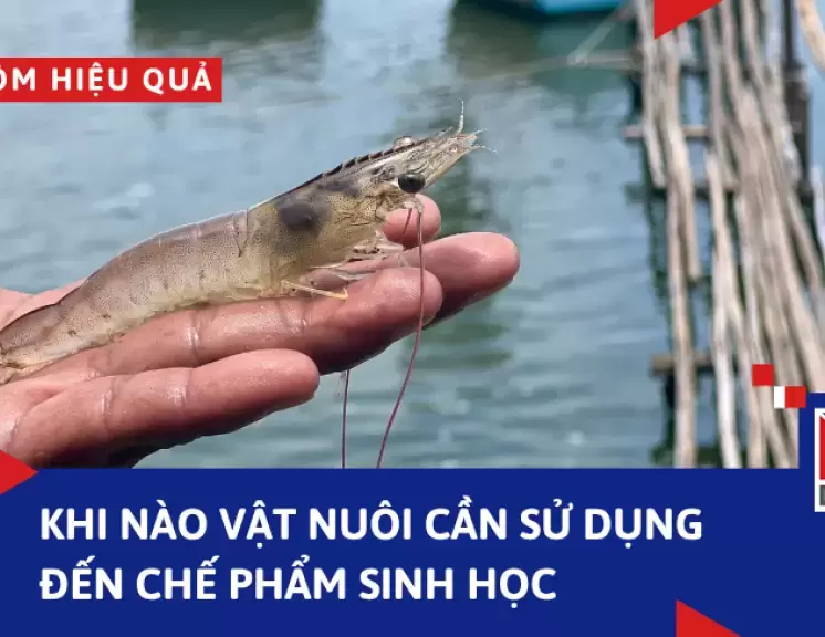 NÊN DÙNG CHẾ PHẨM SINH HỌC VÀO THỜI ĐIỂM NÀO LÀ TỐT NHẤT CHO VẬT NUÔI