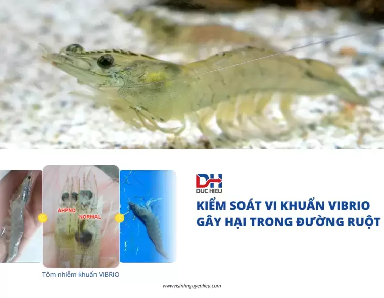 CHẾ PHẨM SINH HỌC - VŨ KHÍ KIỂM SOÁT VI KHUẨN VIBRIO GÂY HẠI TRONG ĐƯỜNG RUỘT TÔM