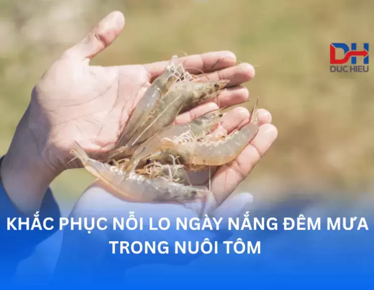 NGƯỜI NUÔI TÔM NƯỚC LỢ Ở TUY PHƯỚC LAO ĐAO VÌ THỜI TIẾT MƯA NẮNG THẤT THƯỜNG