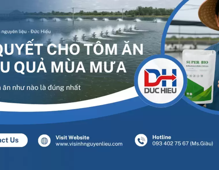CHO TÔM ĂN VÀO MÙA MƯA CÓ HẠI KHÔNG.? BÍ QUYẾT CHO TÔM ĂN HIỆU QUẢ MÙA MƯA