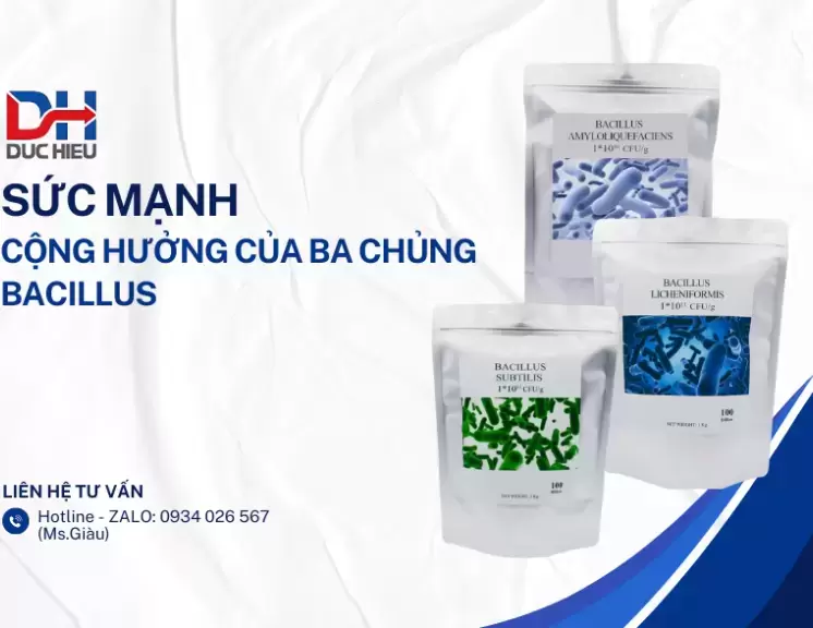 SỨC MẠNH CỘNG HƯỞNG CỦA BA CHỦNG BACILLUS