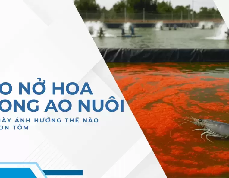 TẢO NỞ HOA TRONG AO NUÔI - ẢNH HƯỞNG THẾ NÀO ĐẾN CON TÔM