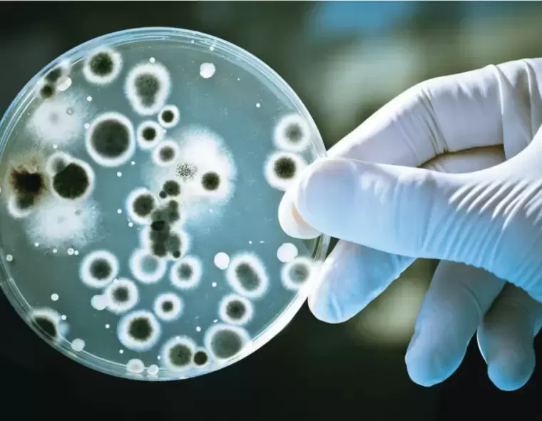 TÔM MẮC PHÂN TRẮNG: ĐÁNH GIÁ MỨC ĐỘ GÂY HẠI CỦA MỘT SỐ LOÀI VI KHUẨN VIBRIO SPP