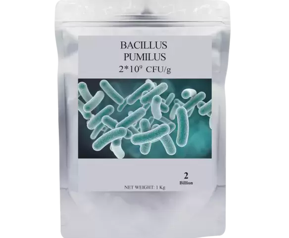 BACILLUS PUMILUS