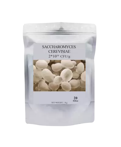 SACCHAROMYCES CEREVISIAE