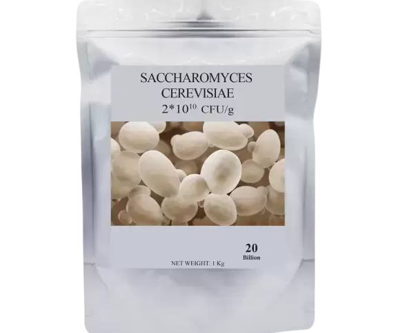 SACCHAROMYCES CEREVISIAE